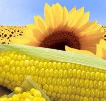 продажа семян кукурузы и подсолнечника